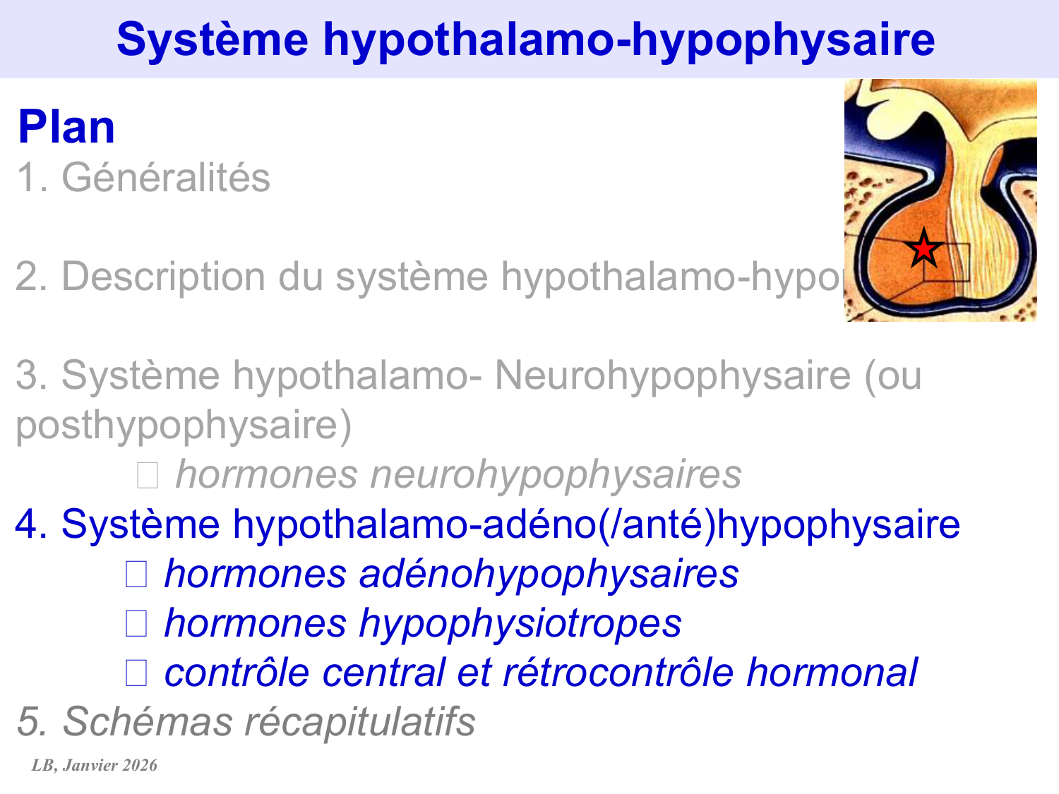 Système hypothalamo-hypophysaire page 58