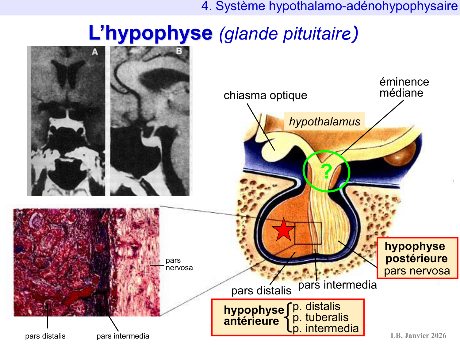 Système hypothalamo-hypophysaire page 59