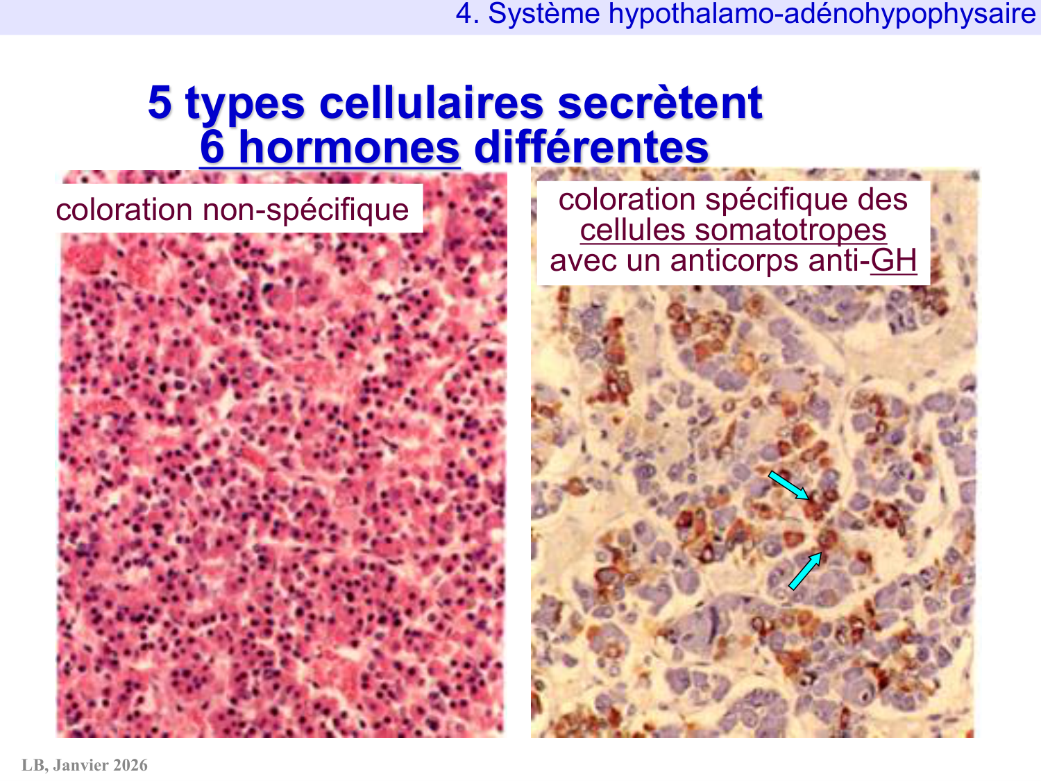 Système hypothalamo-hypophysaire page 60
