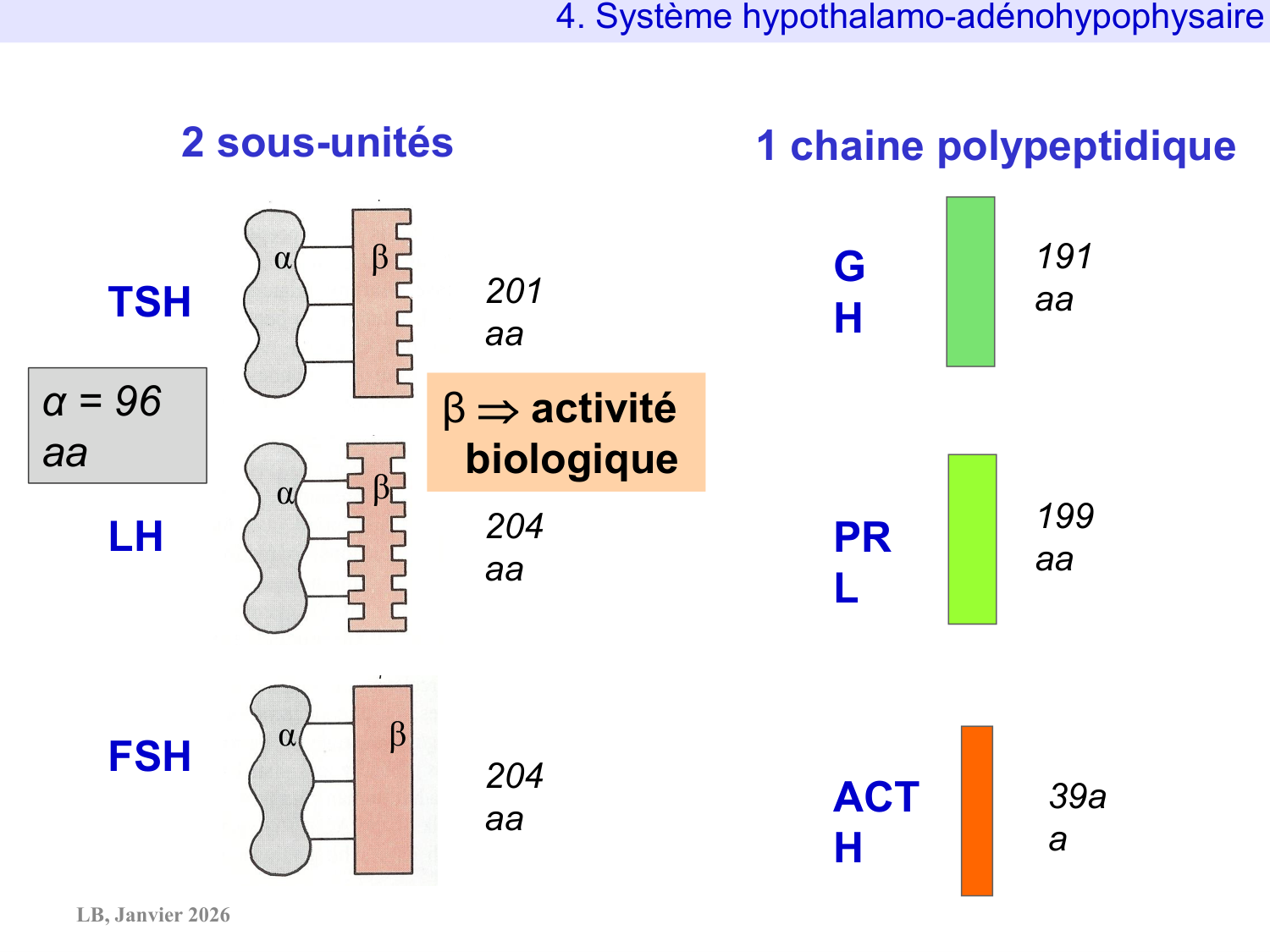 Système hypothalamo-hypophysaire page 62