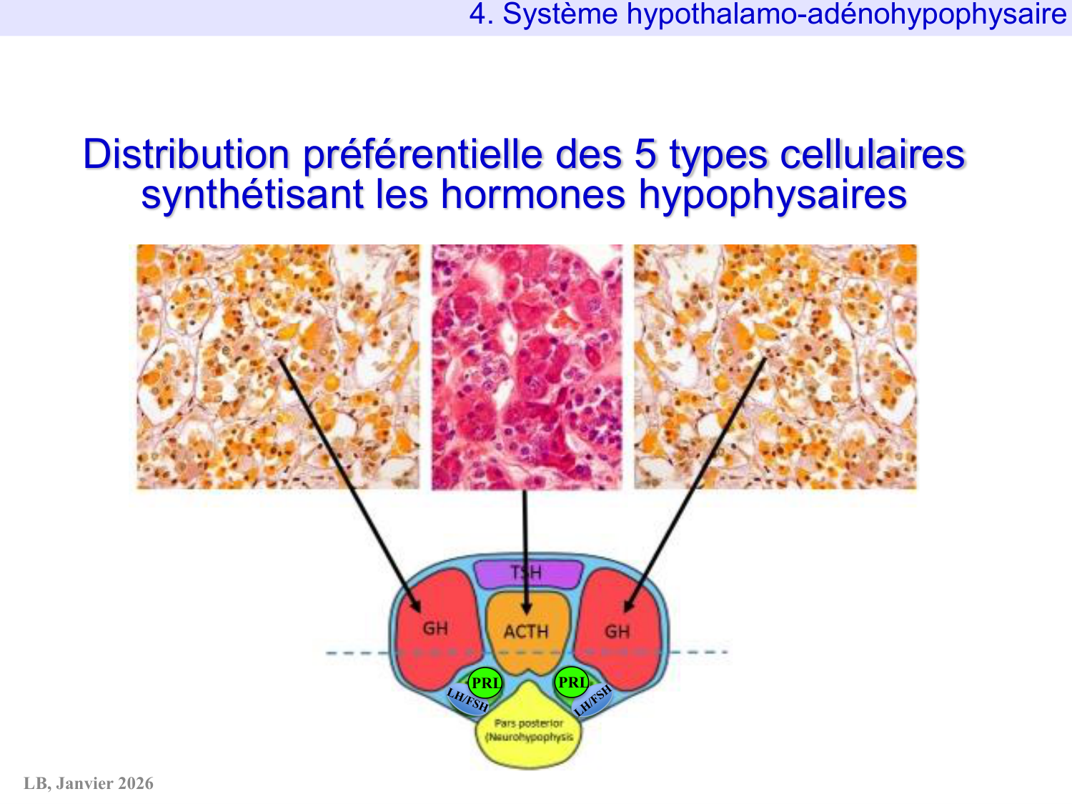 Système hypothalamo-hypophysaire page 63