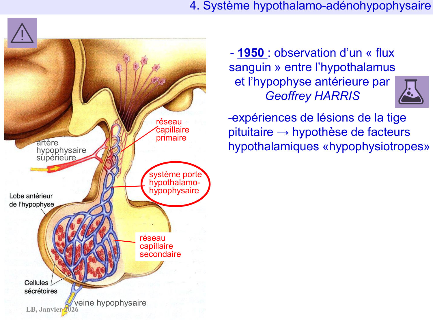 Système hypothalamo-hypophysaire page 64