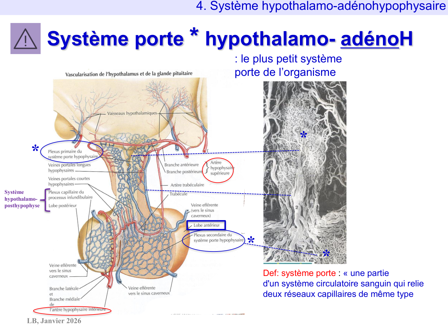 Système hypothalamo-hypophysaire page 65