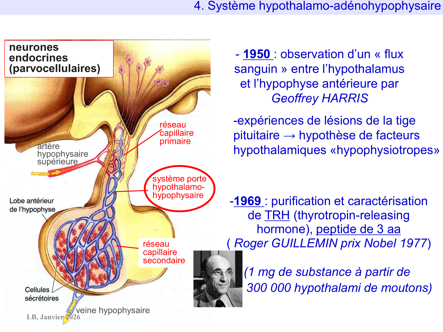 Système hypothalamo-hypophysaire page 66