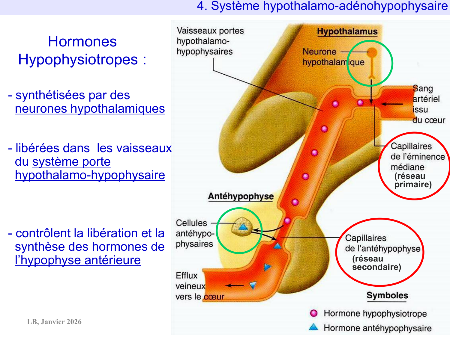 Système hypothalamo-hypophysaire page 69