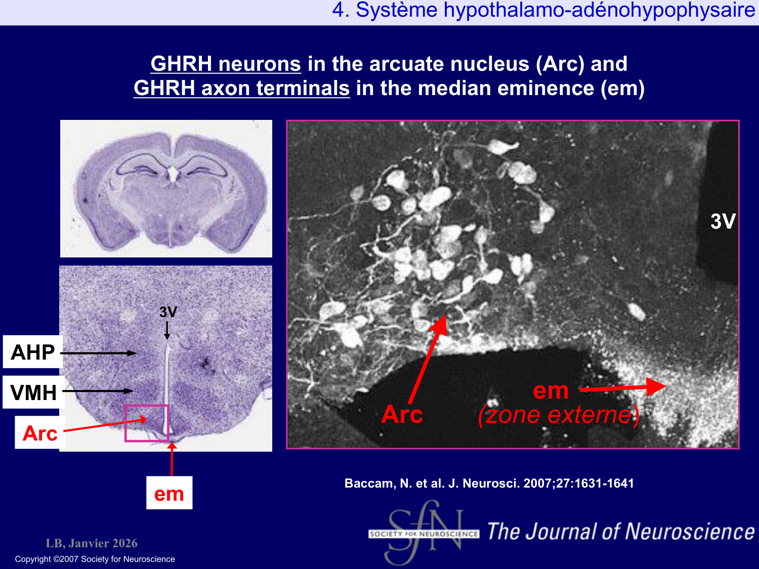 Système hypothalamo-hypophysaire page 70