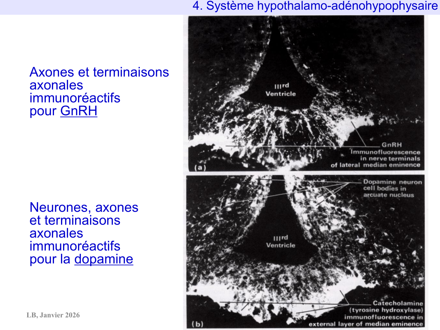 Système hypothalamo-hypophysaire page 71