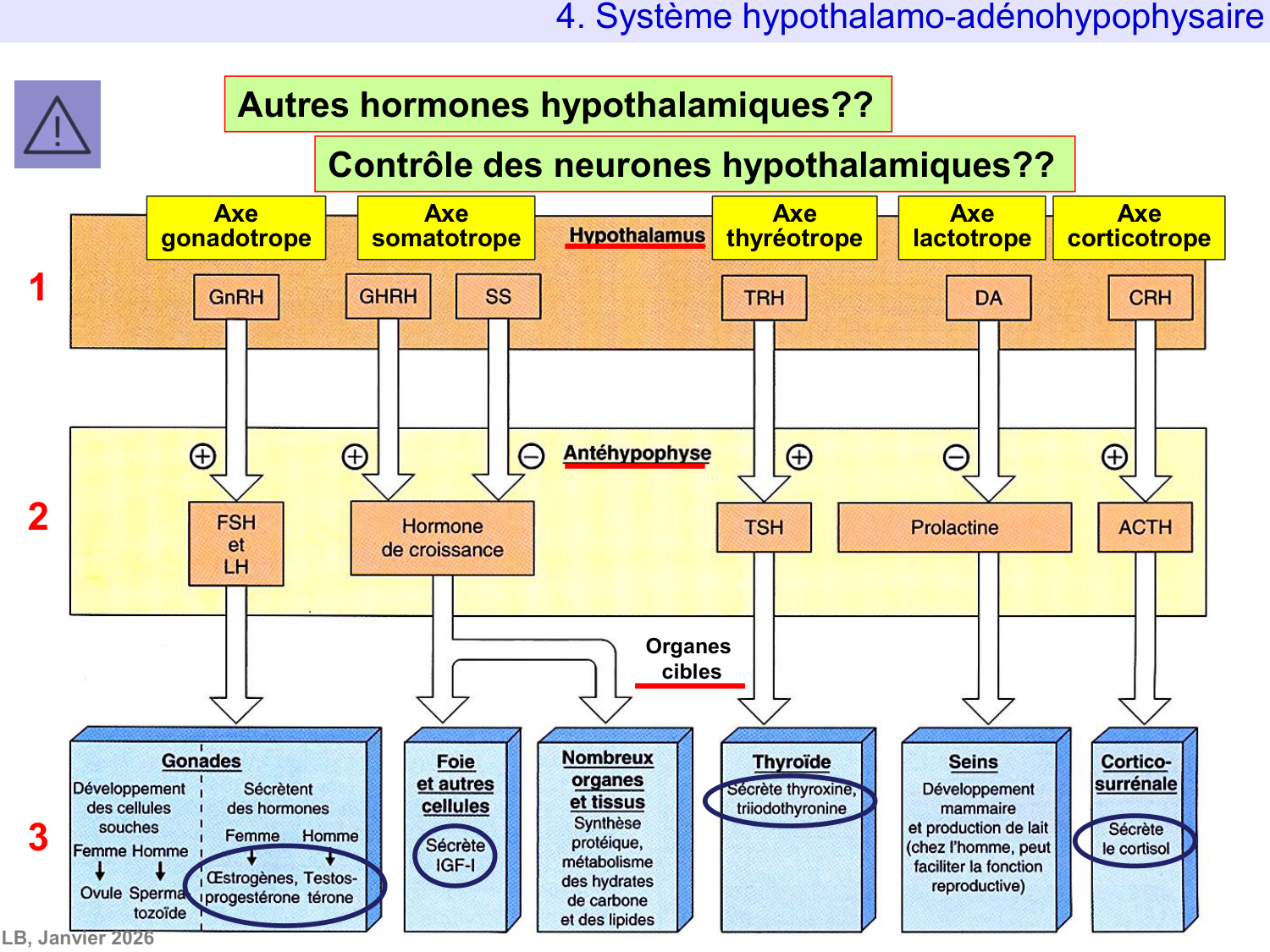 Système hypothalamo-hypophysaire page 72