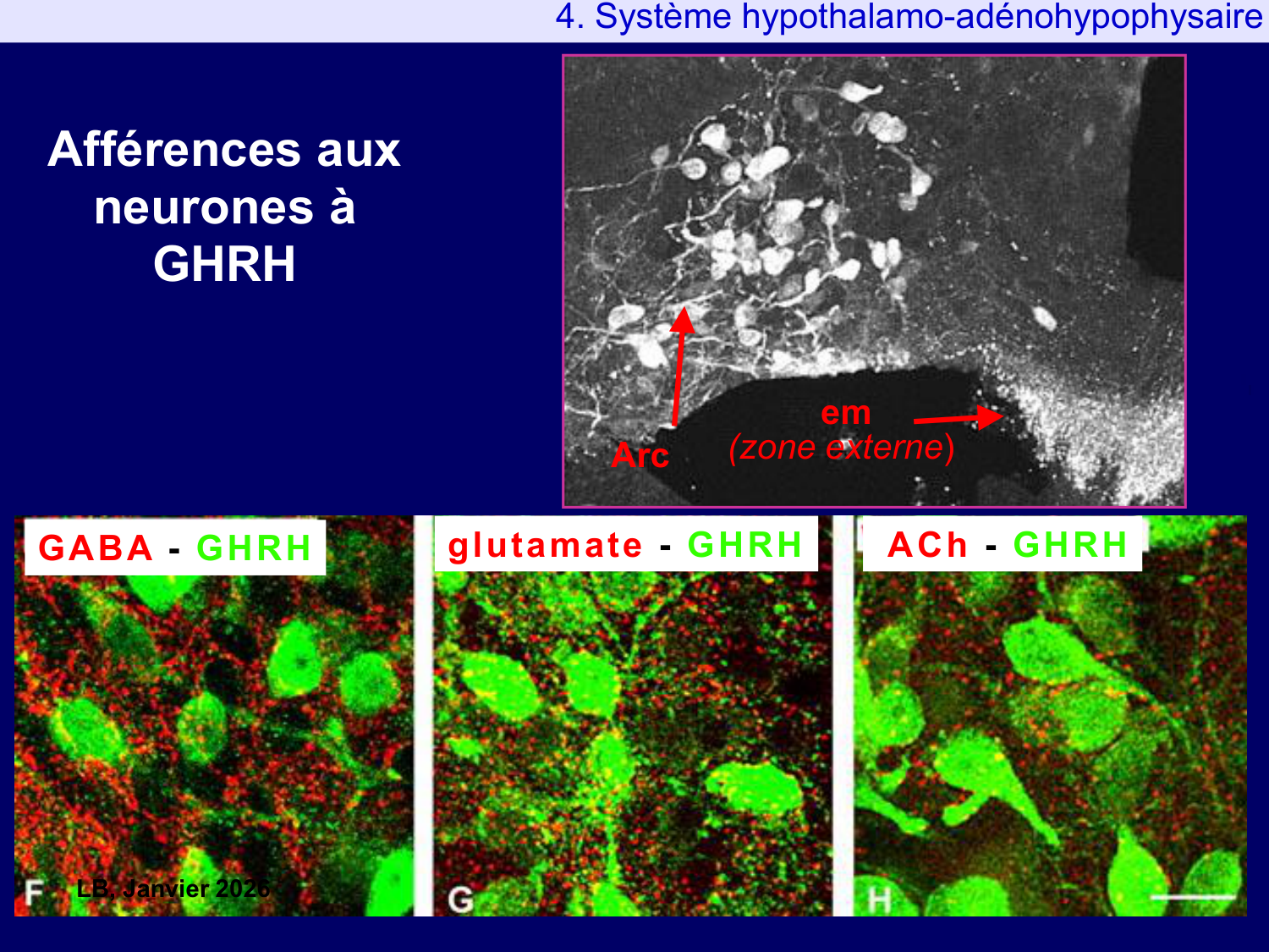 Système hypothalamo-hypophysaire page 73