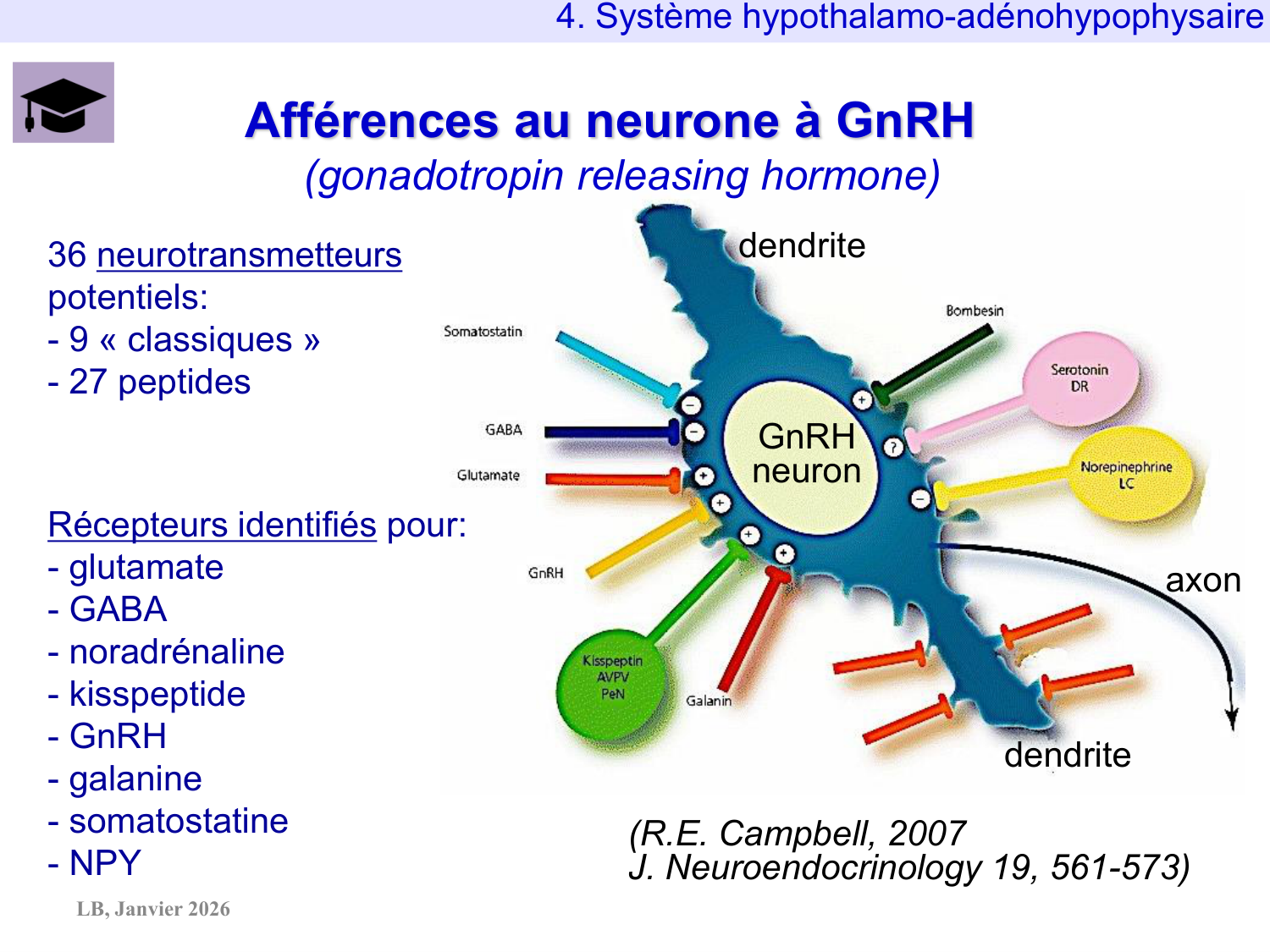 Système hypothalamo-hypophysaire page 74