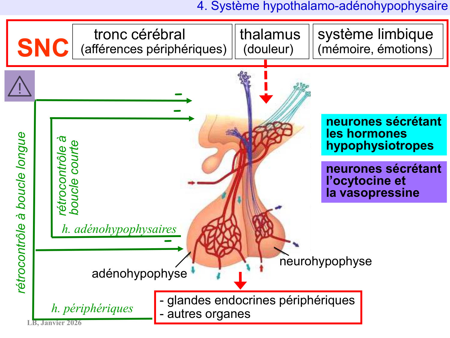 Système hypothalamo-hypophysaire page 75