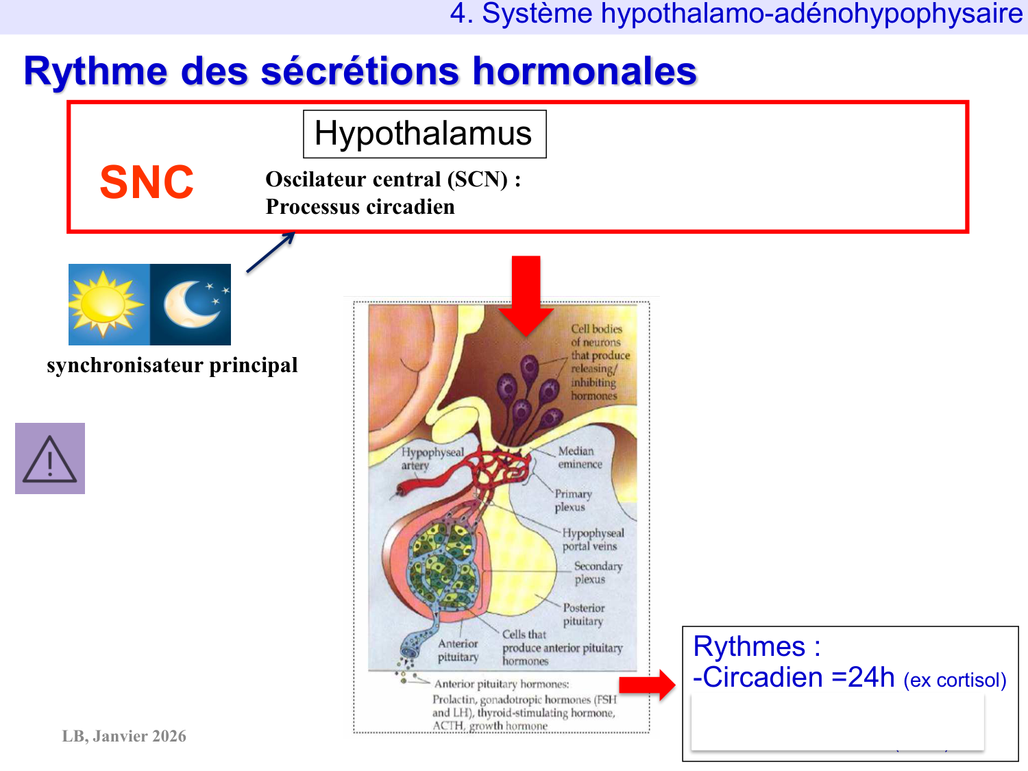 Système hypothalamo-hypophysaire page 76