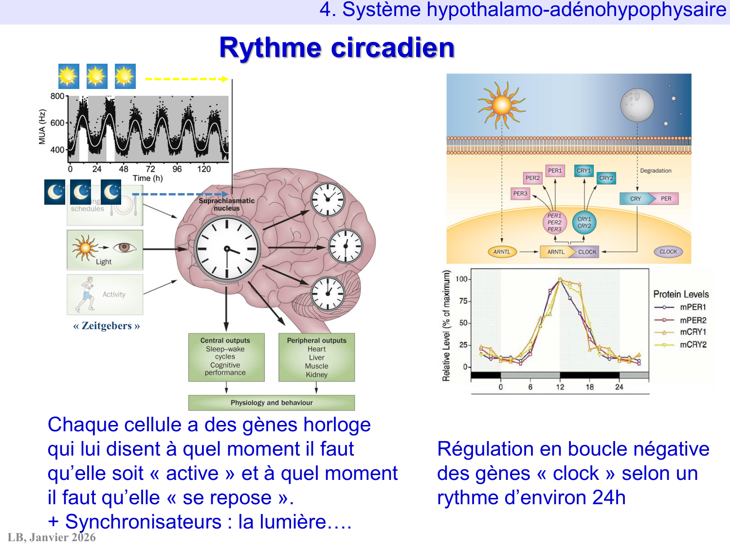 Système hypothalamo-hypophysaire page 77