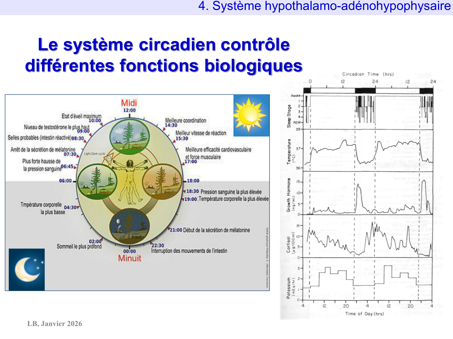 Système hypothalamo-hypophysaire page 78