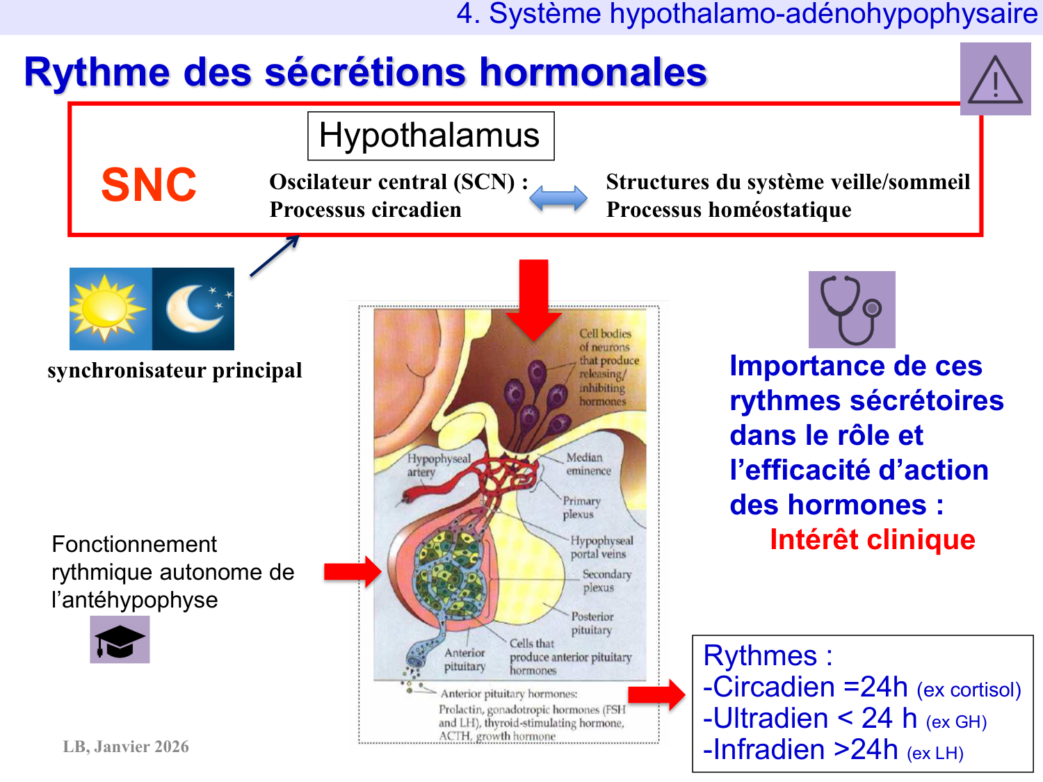 Système hypothalamo-hypophysaire page 79
