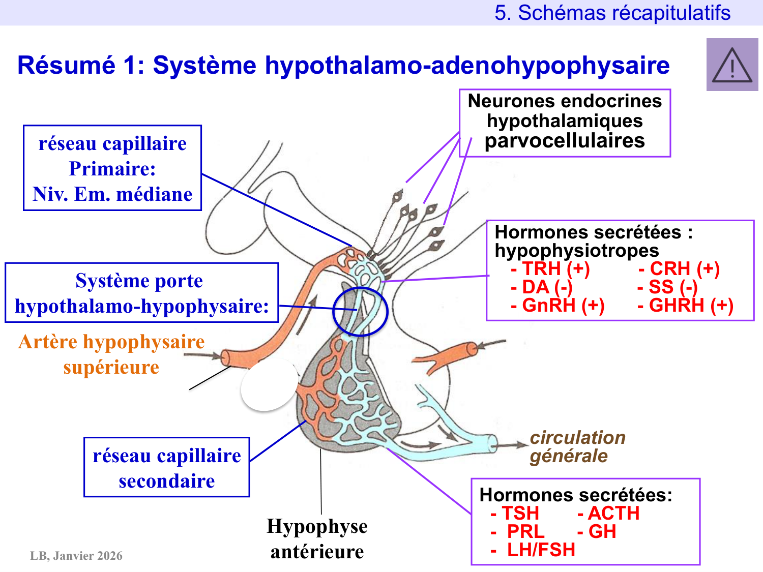 Système hypothalamo-hypophysaire page 81