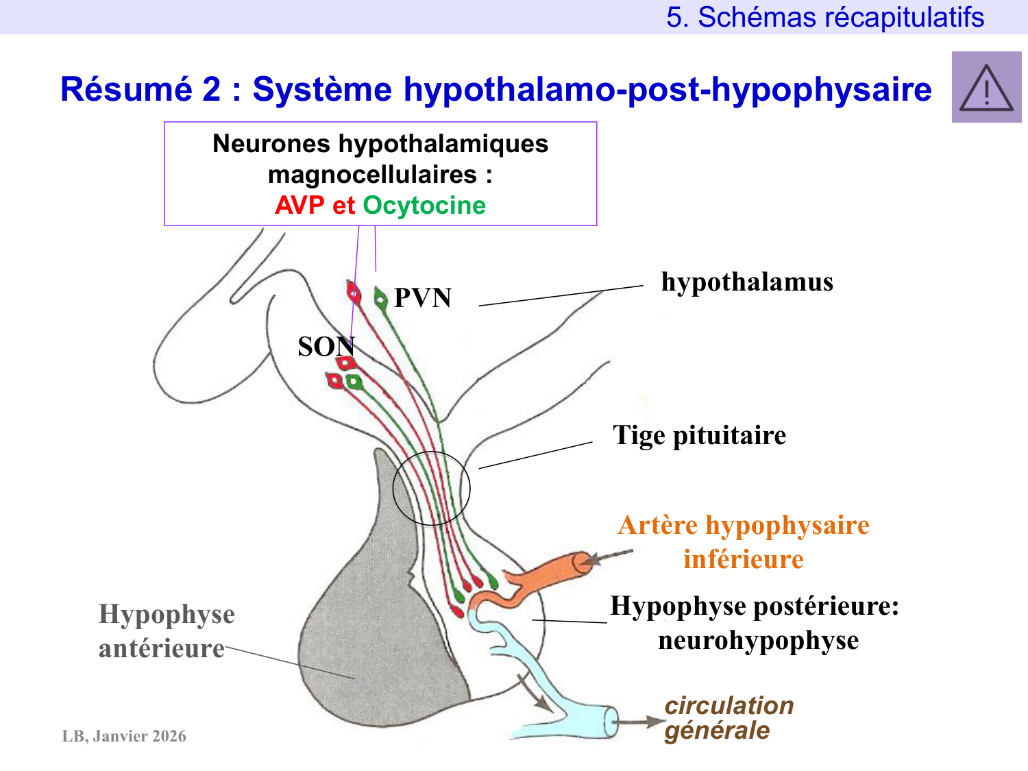 Système hypothalamo-hypophysaire page 82