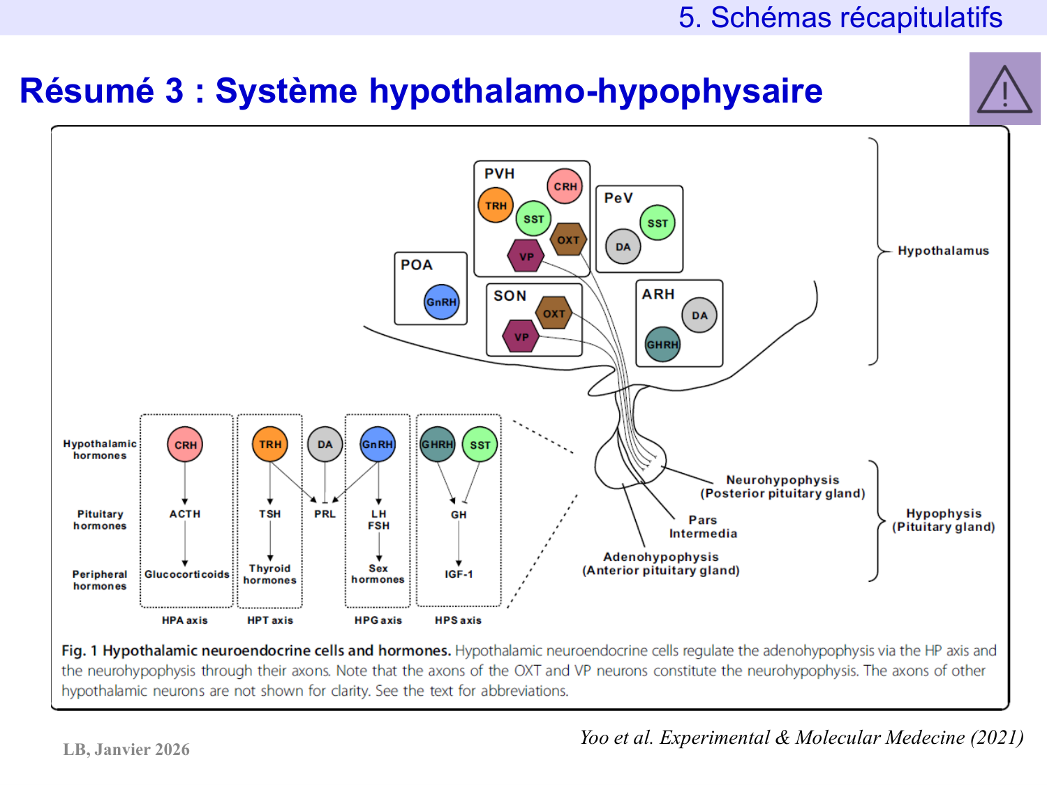 Système hypothalamo-hypophysaire page 83