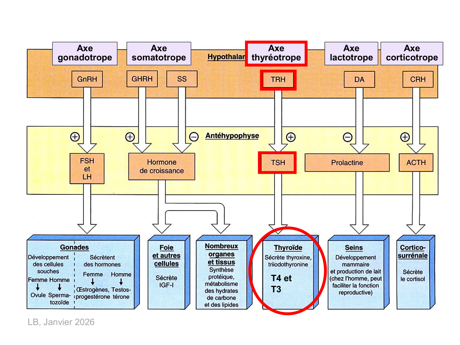 Hormones thyroïdiennes page 3
