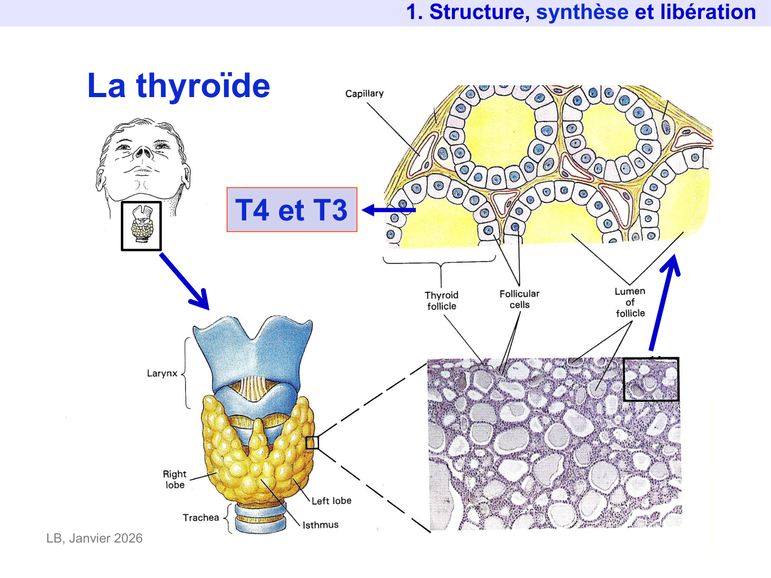 Hormones thyroïdiennes page 4