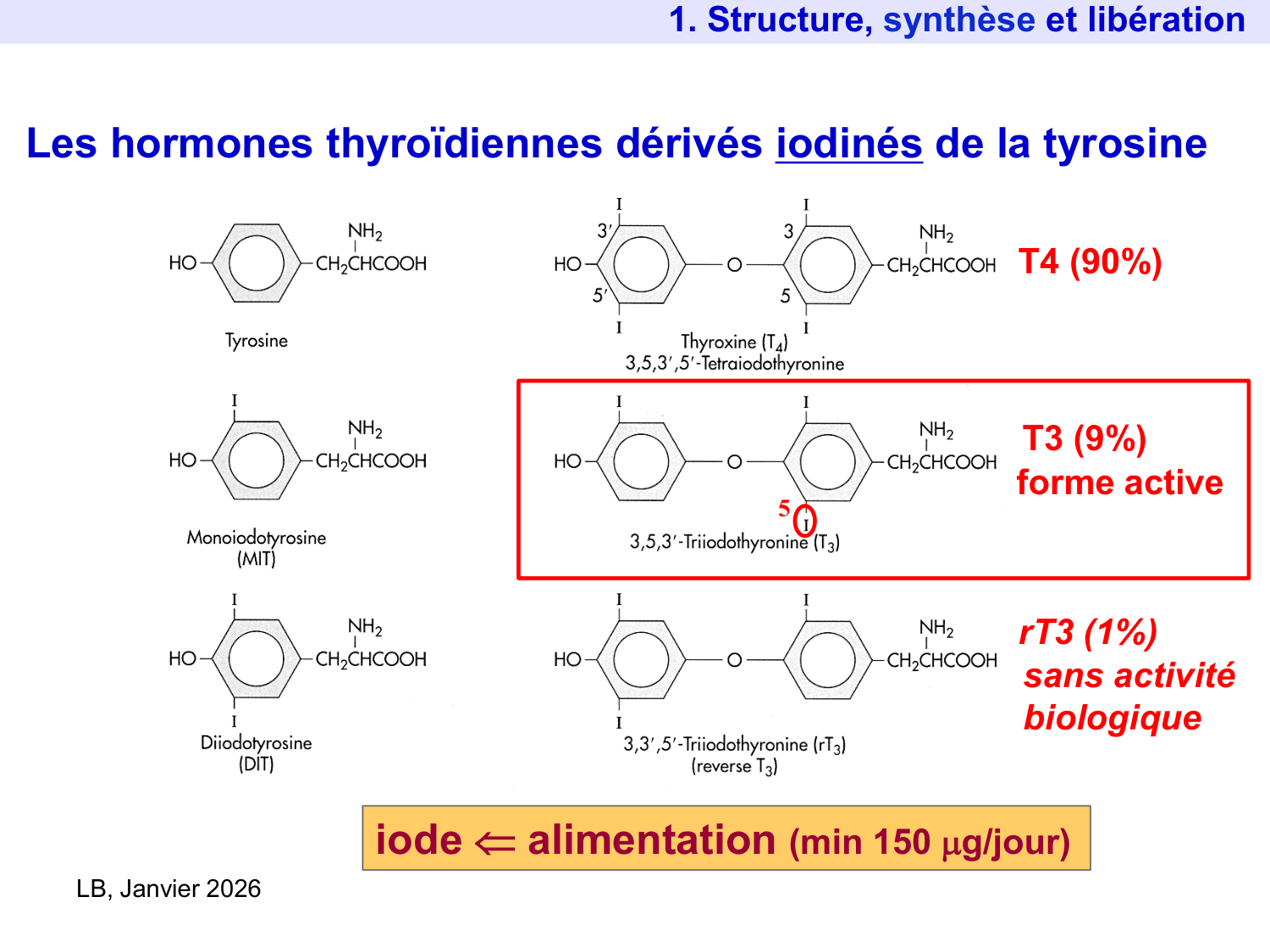 Hormones thyroïdiennes page 5