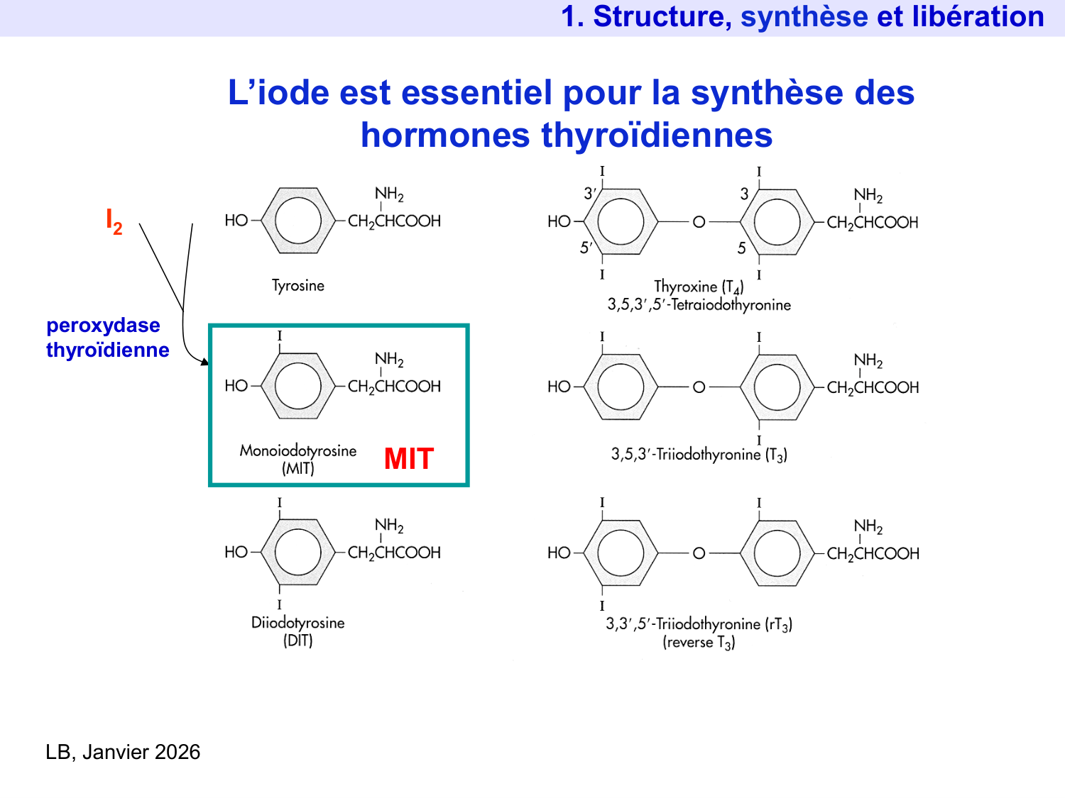 Hormones thyroïdiennes page 7