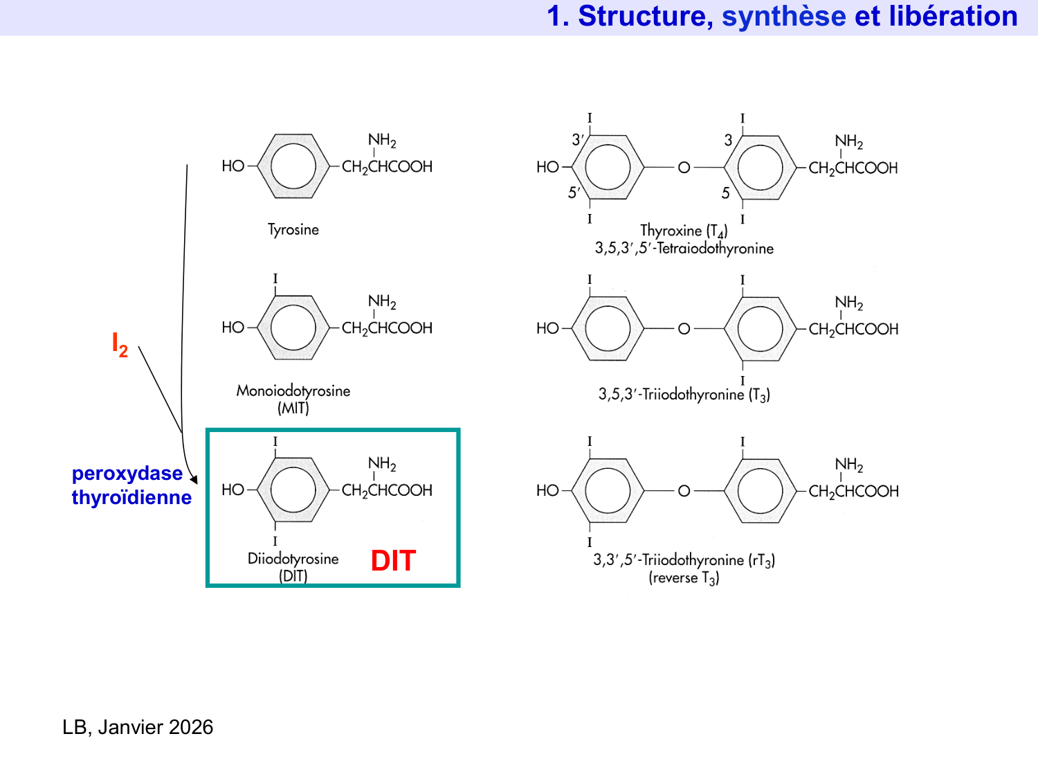 Hormones thyroïdiennes page 8