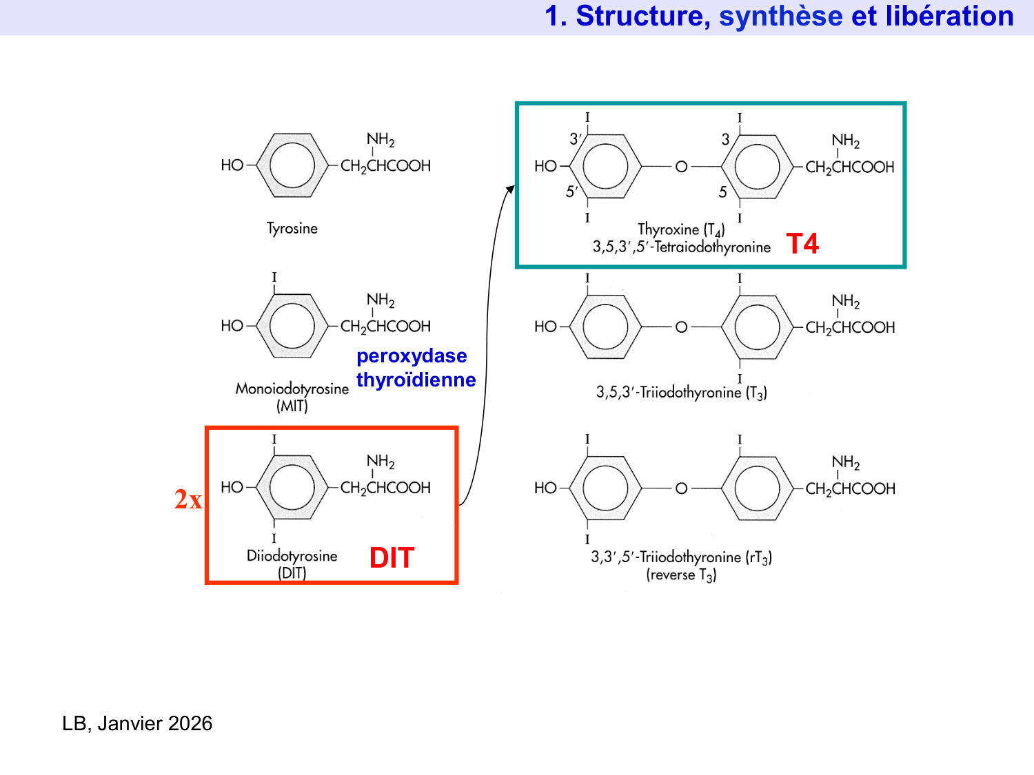 Hormones thyroïdiennes page 9