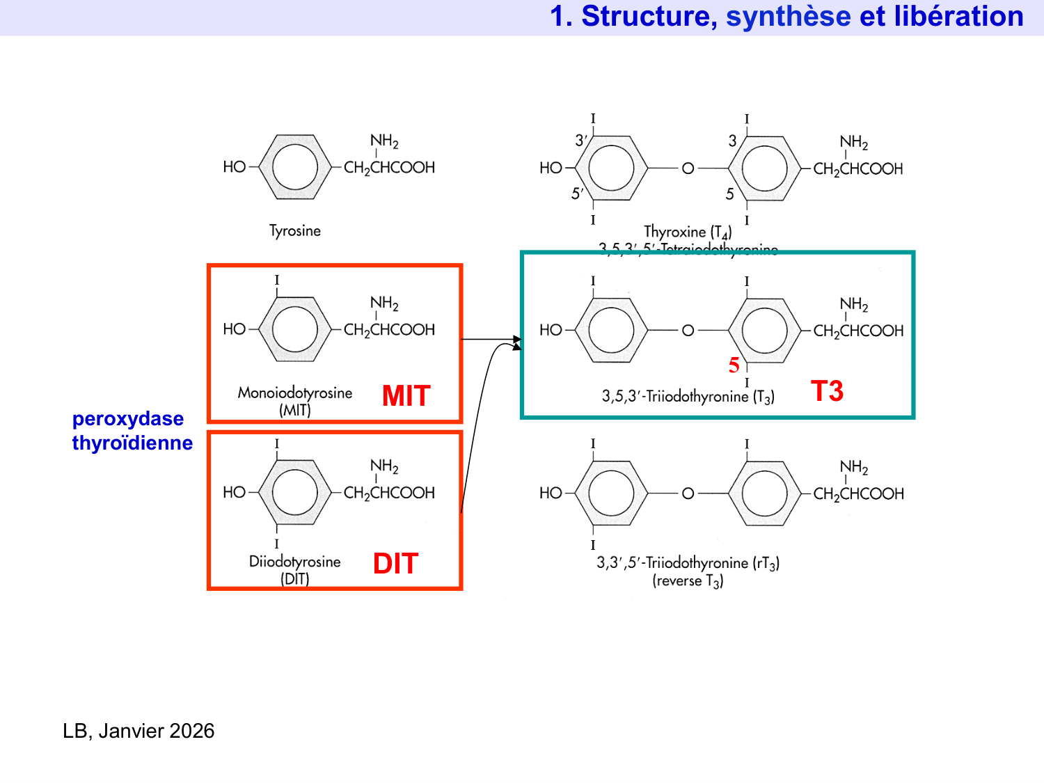 Hormones thyroïdiennes page 10