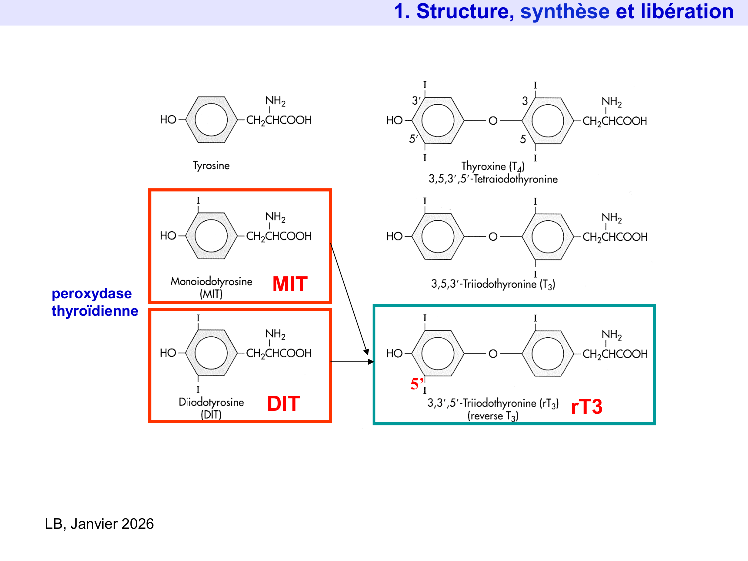 Hormones thyroïdiennes page 11