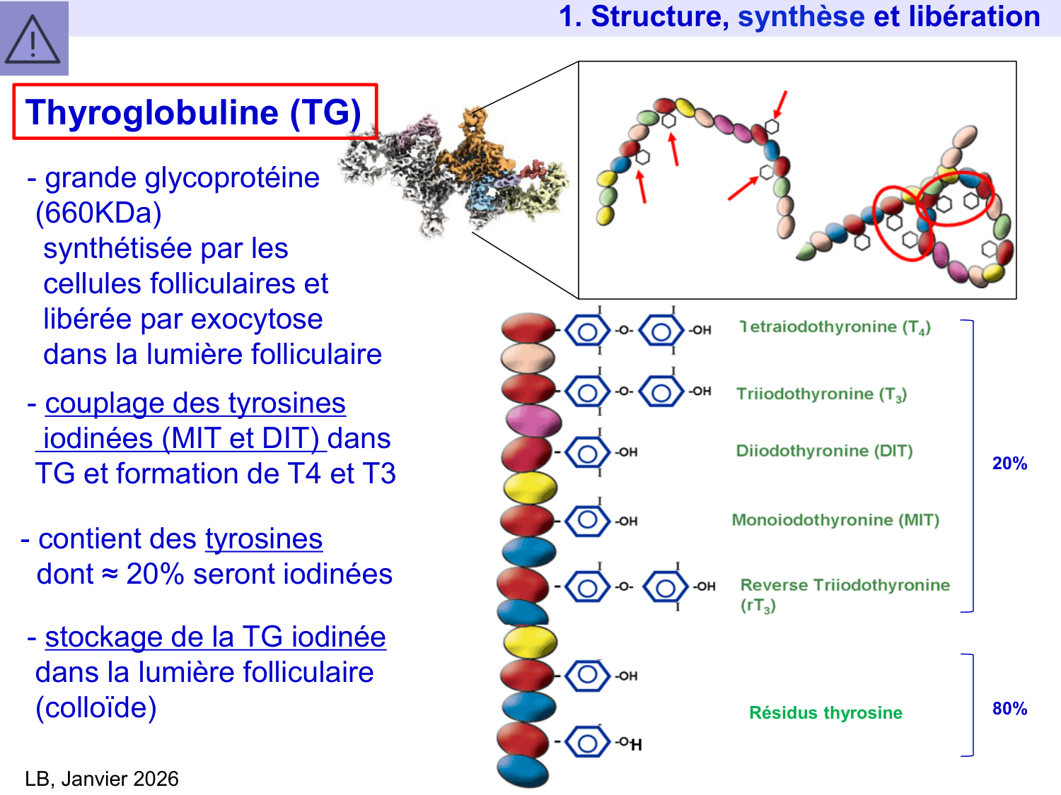 Hormones thyroïdiennes page 12