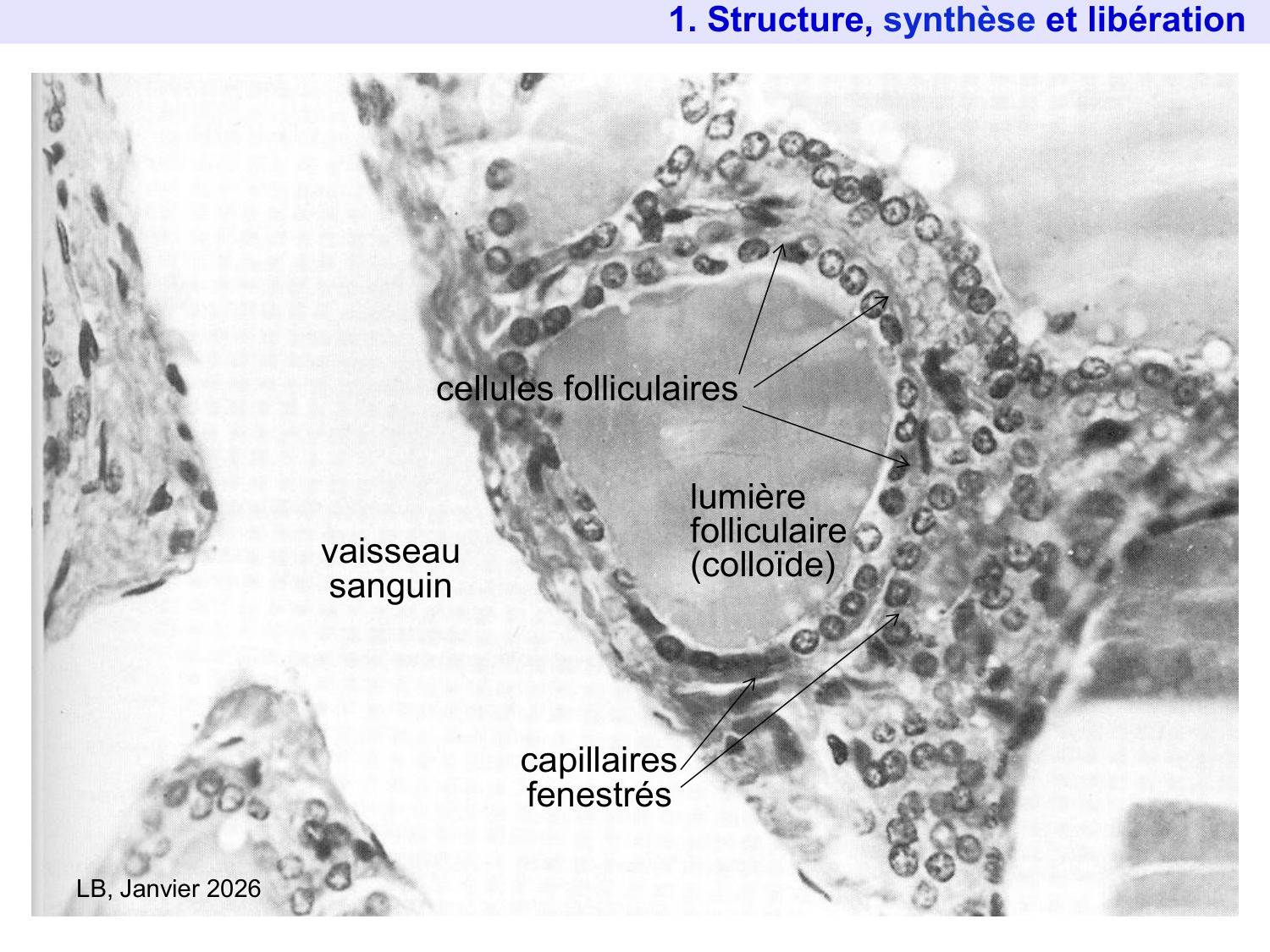 Hormones thyroïdiennes page 13