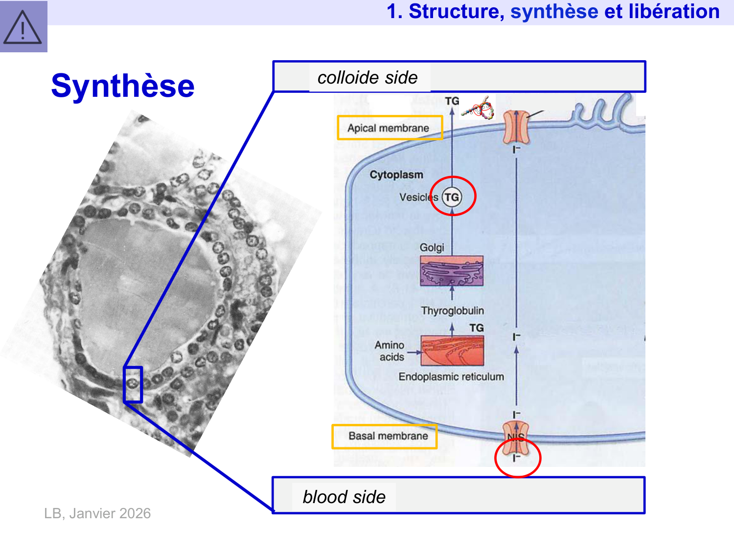 Hormones thyroïdiennes page 14