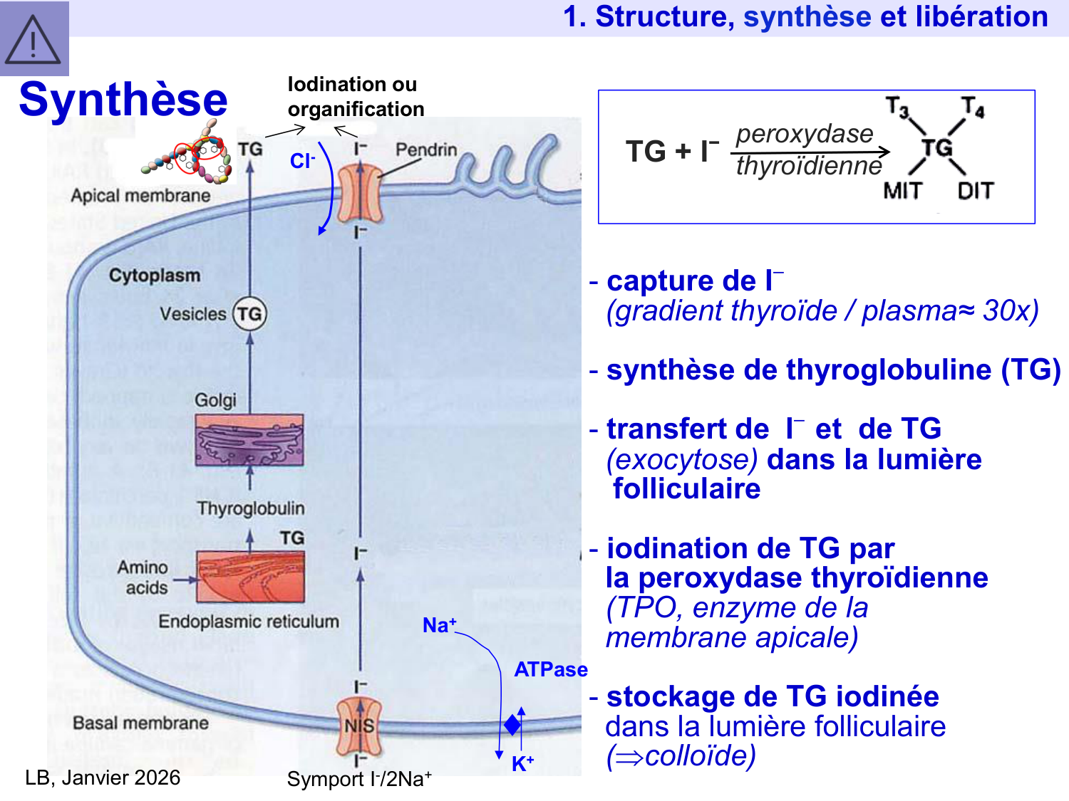 Hormones thyroïdiennes page 15