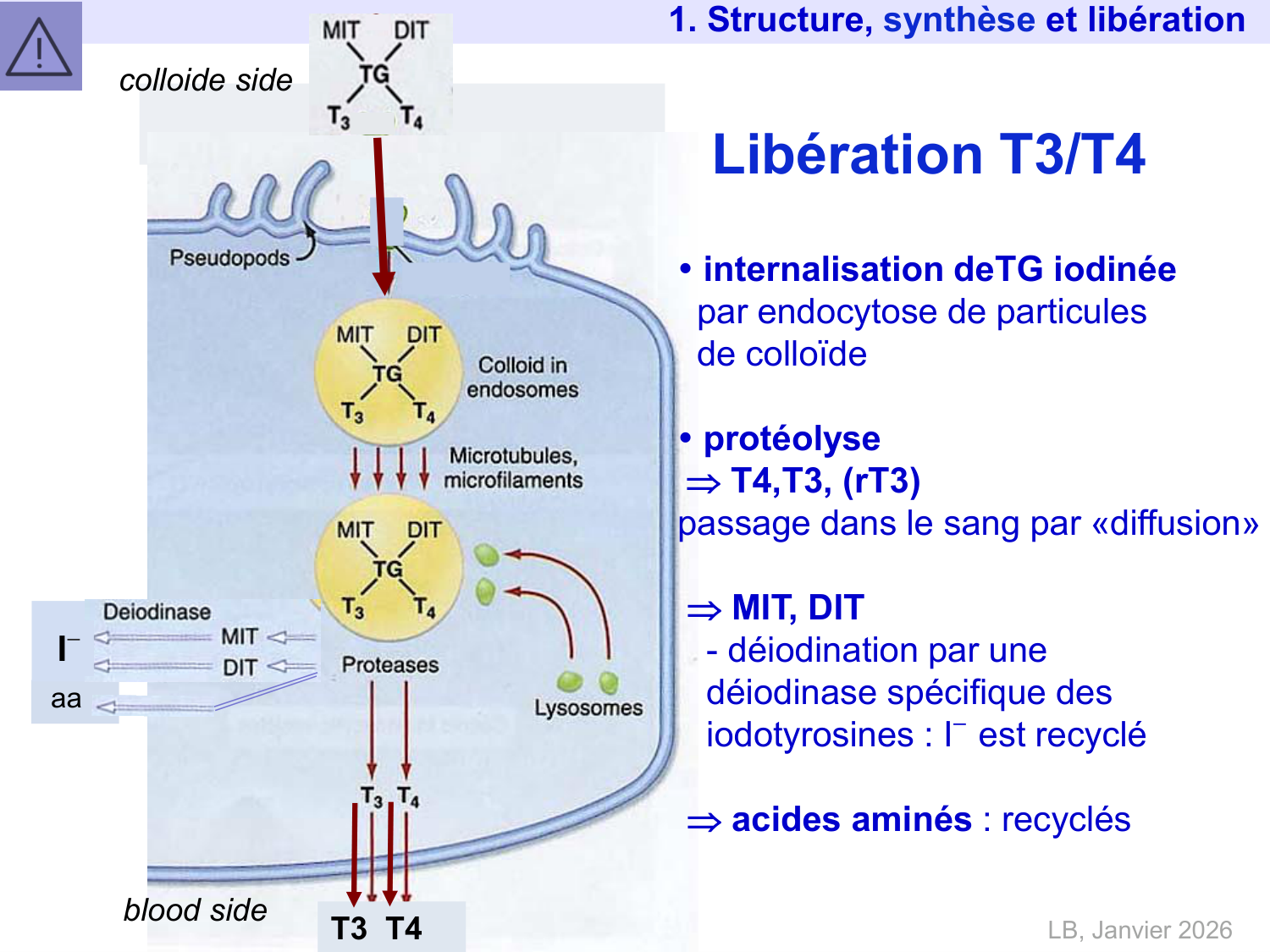 Hormones thyroïdiennes page 16