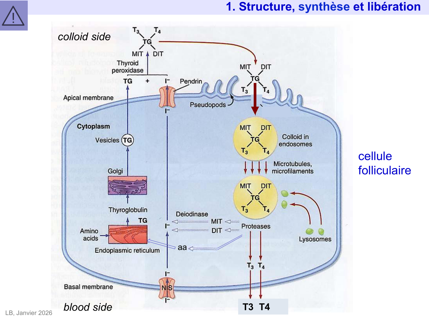 Hormones thyroïdiennes page 17