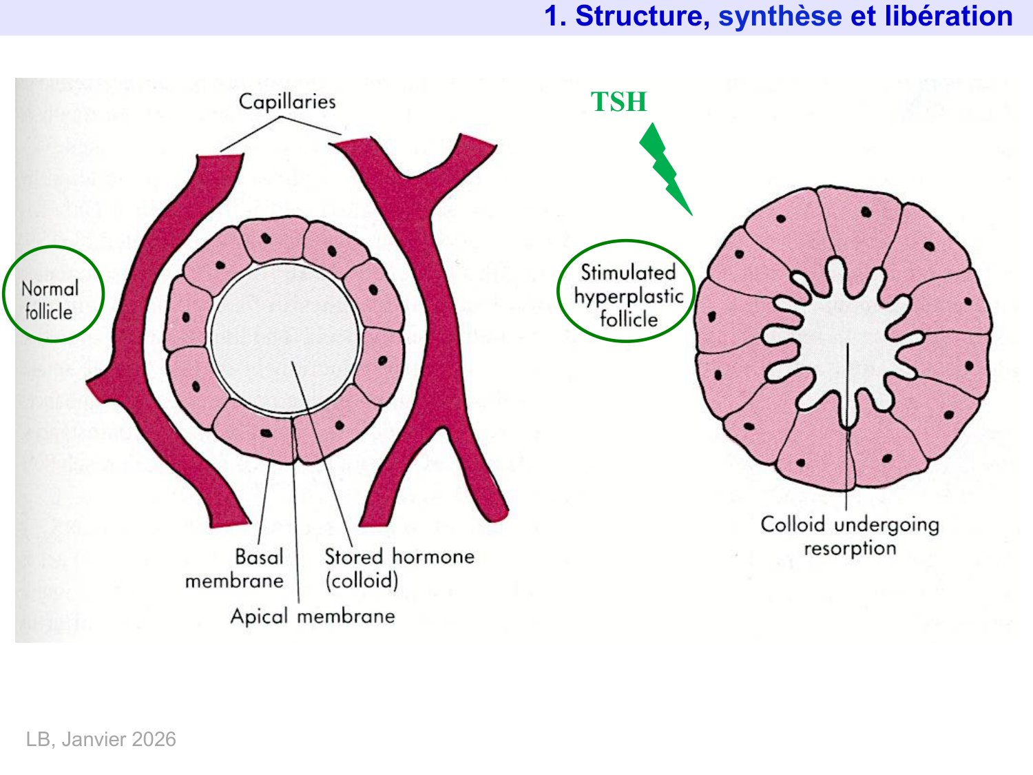 Hormones thyroïdiennes page 18