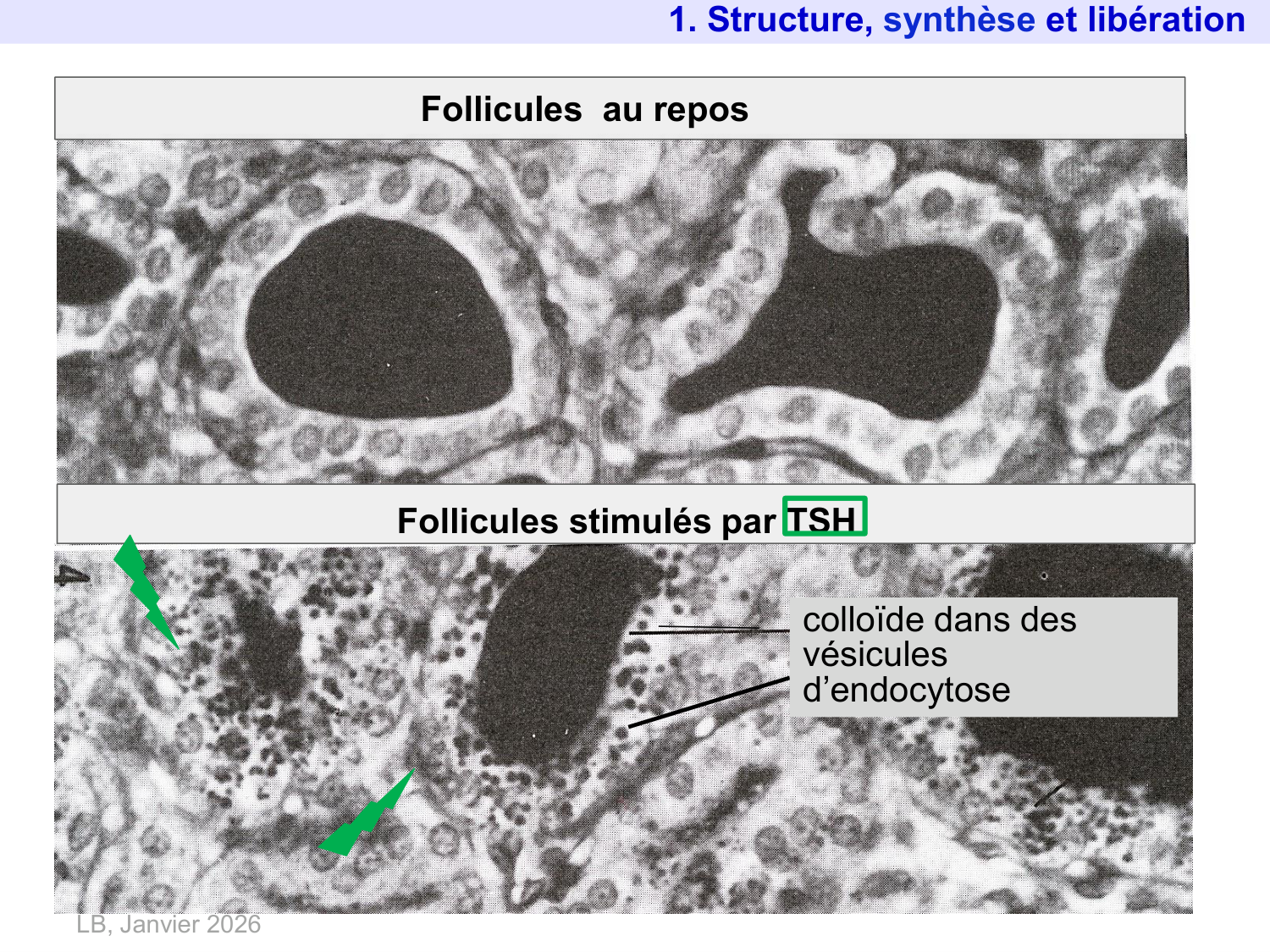 Hormones thyroïdiennes page 19