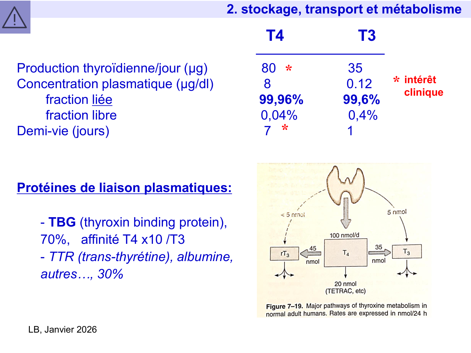 Hormones thyroïdiennes page 21