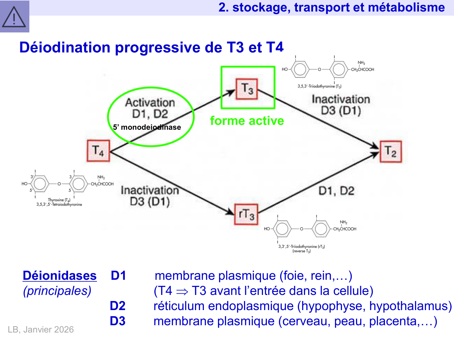 Hormones thyroïdiennes page 22