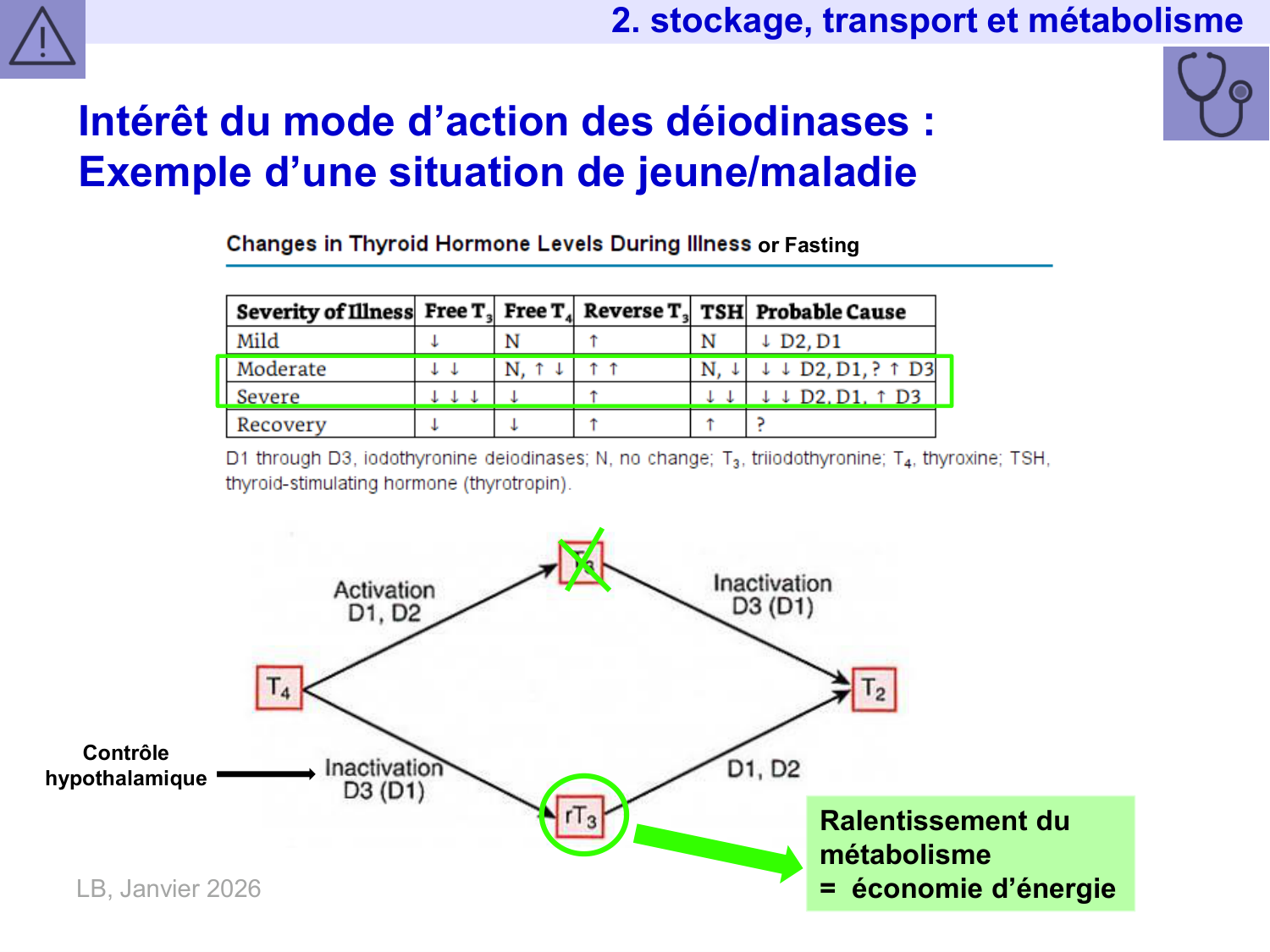 Hormones thyroïdiennes page 23