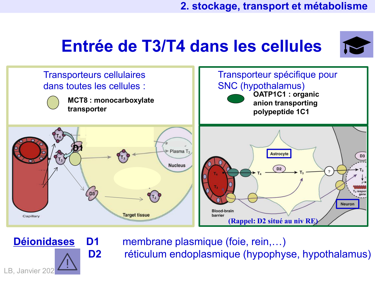 Hormones thyroïdiennes page 24