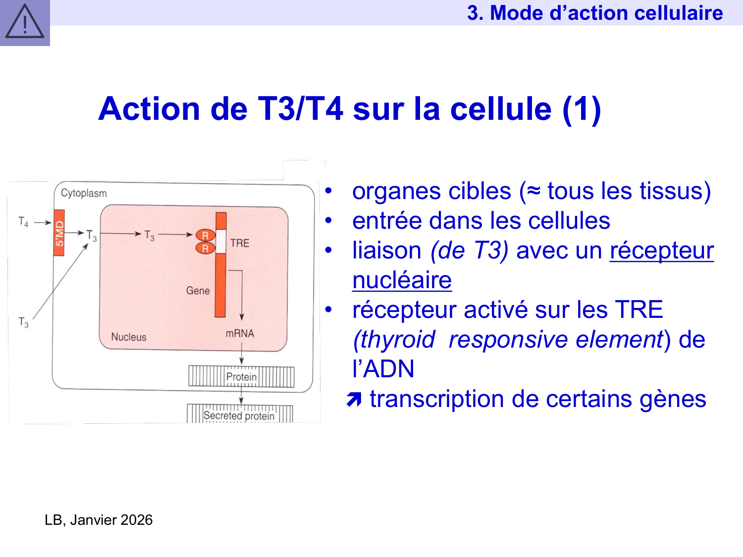 Hormones thyroïdiennes page 26