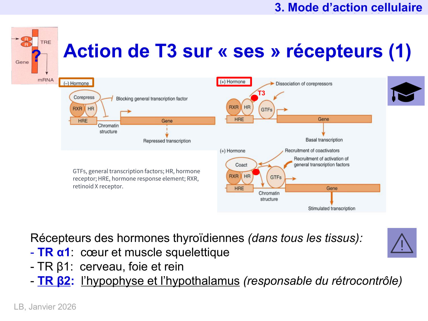 Hormones thyroïdiennes page 27