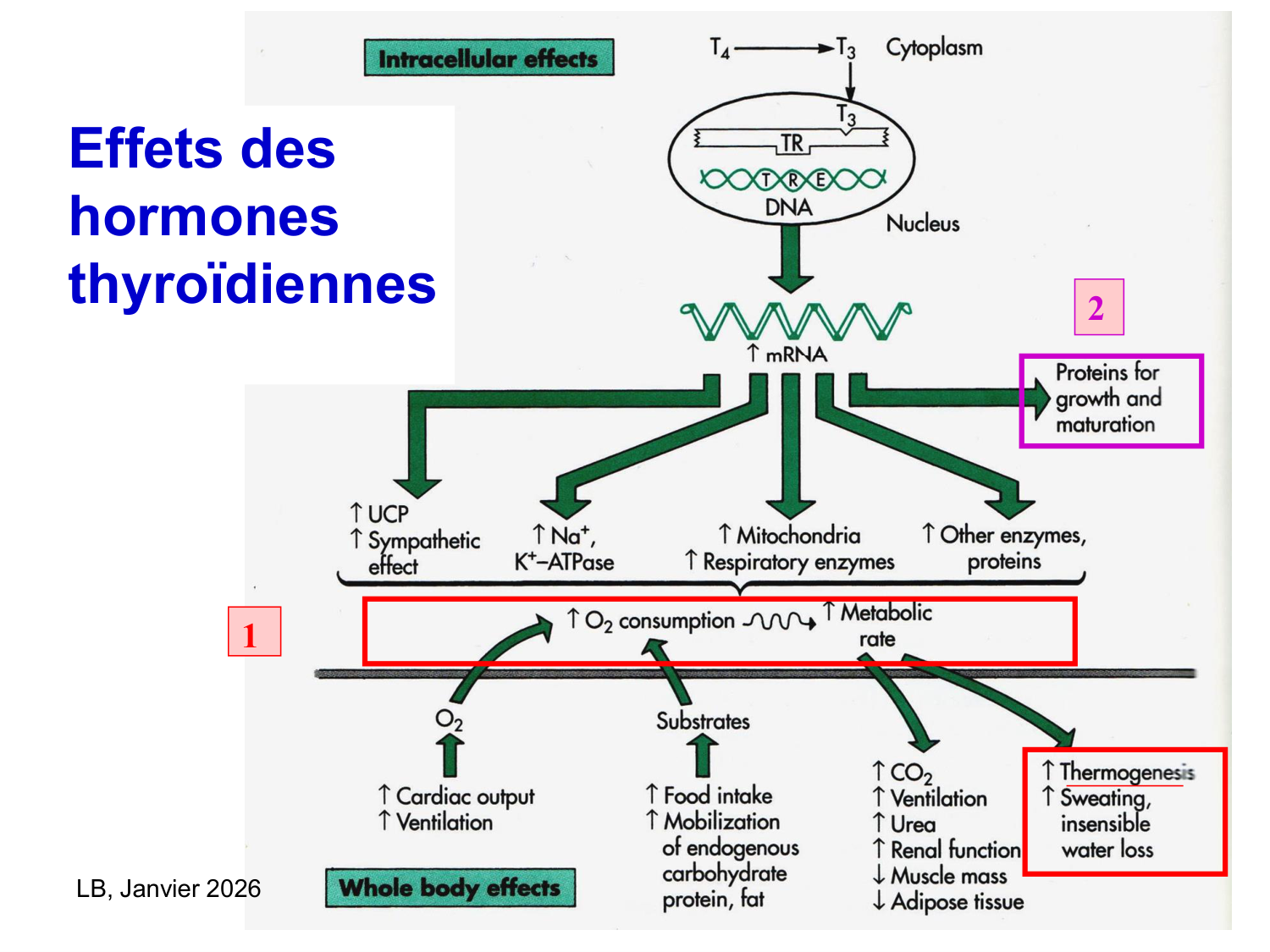 Hormones thyroïdiennes page 29