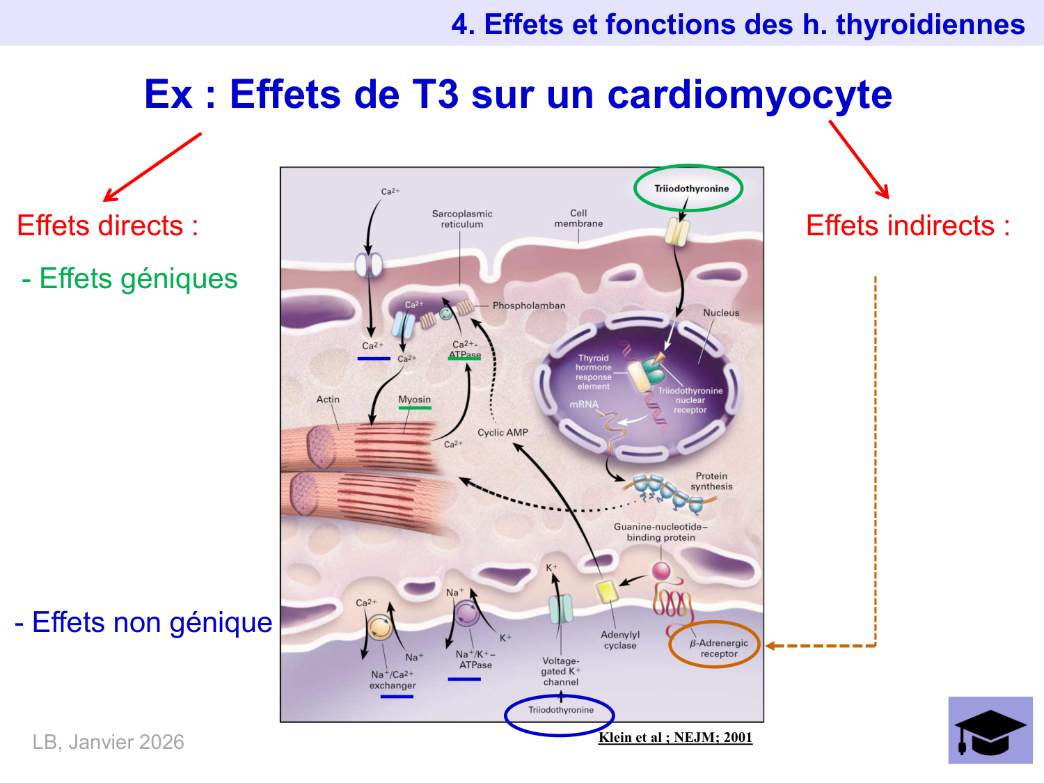 Hormones thyroïdiennes page 33