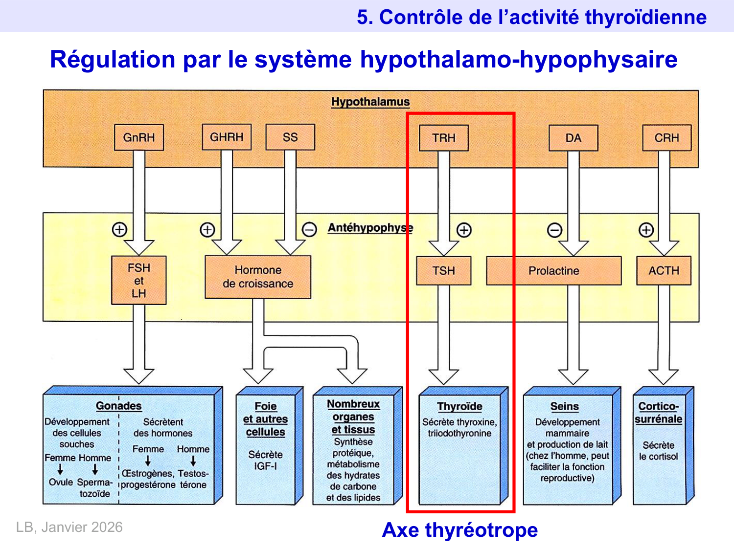 Hormones thyroïdiennes page 36