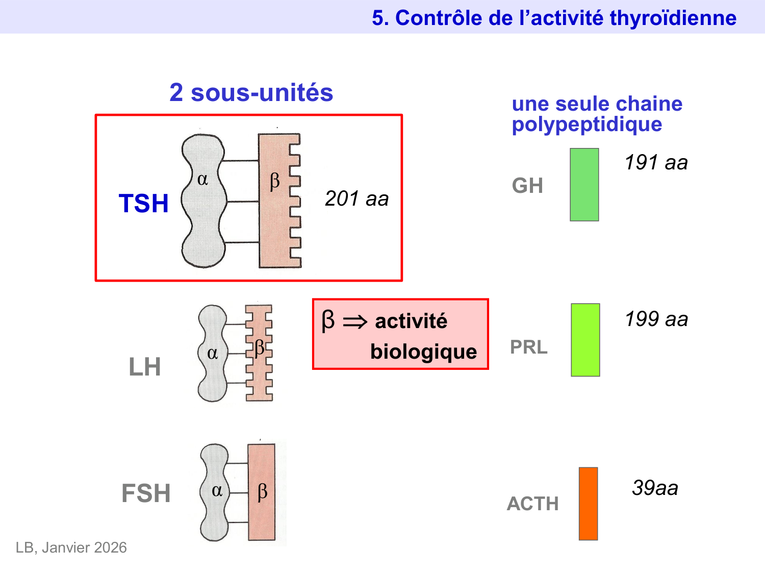 Hormones thyroïdiennes page 38