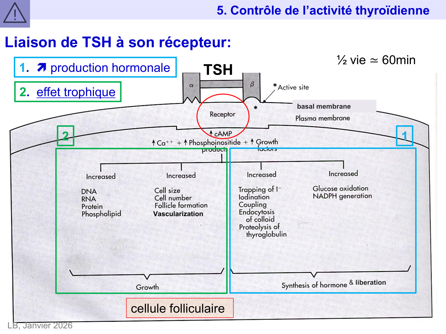 Hormones thyroïdiennes page 39