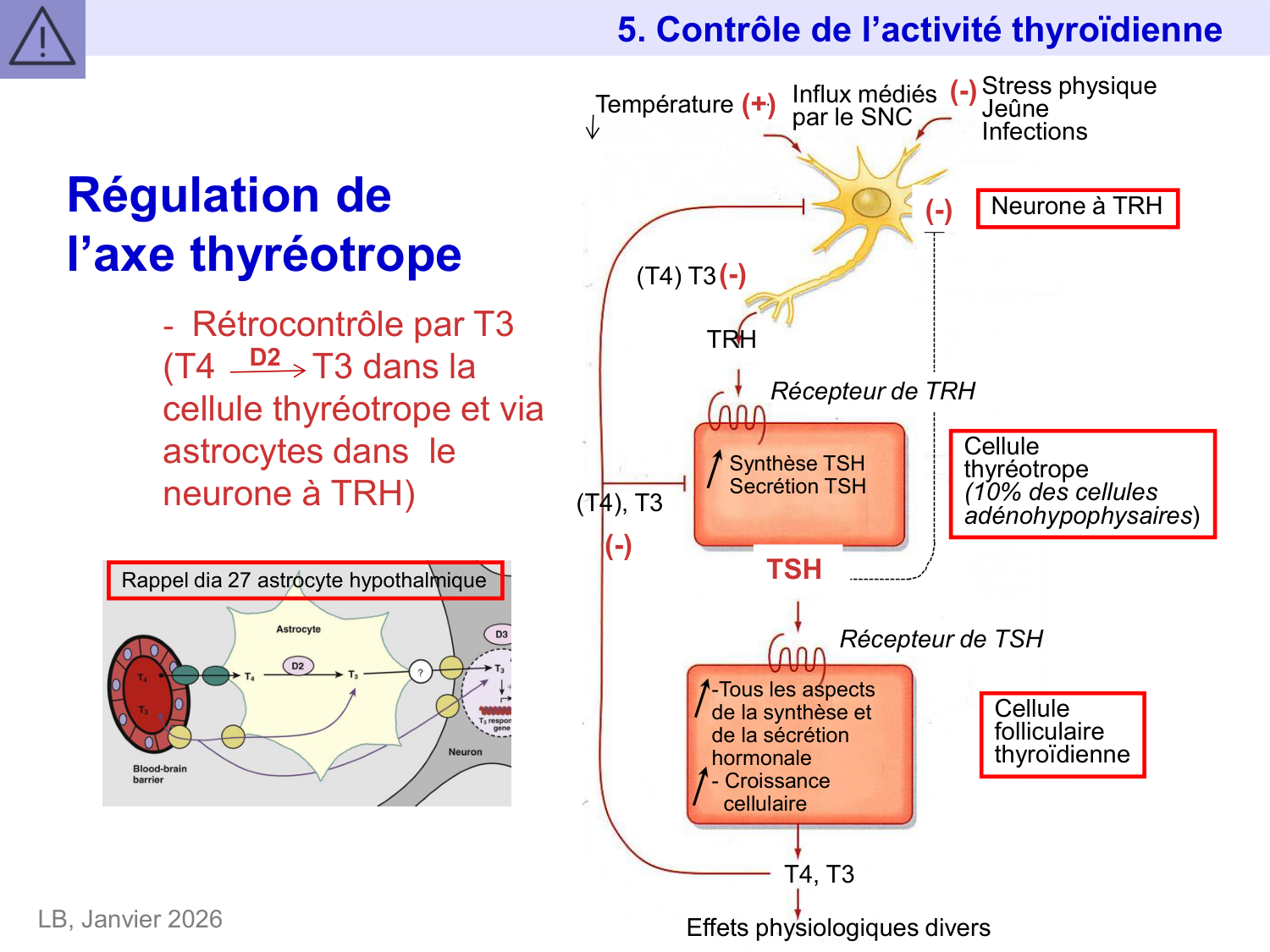 Hormones thyroïdiennes page 40